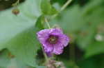 Purpleflowering raspberry